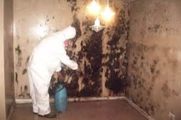 Individual in white HAZMAT suit treating the interior of a building that has mold growing on the walls
